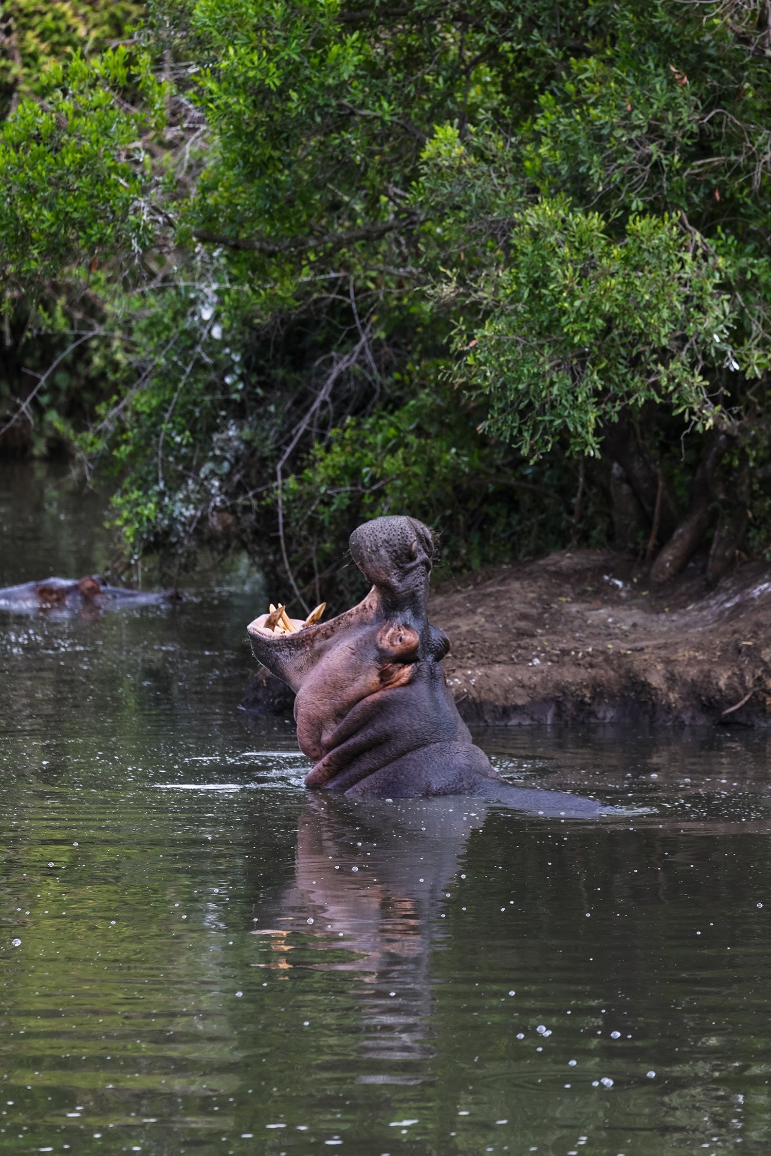 Prasad Ramamurthy Masai Mara 