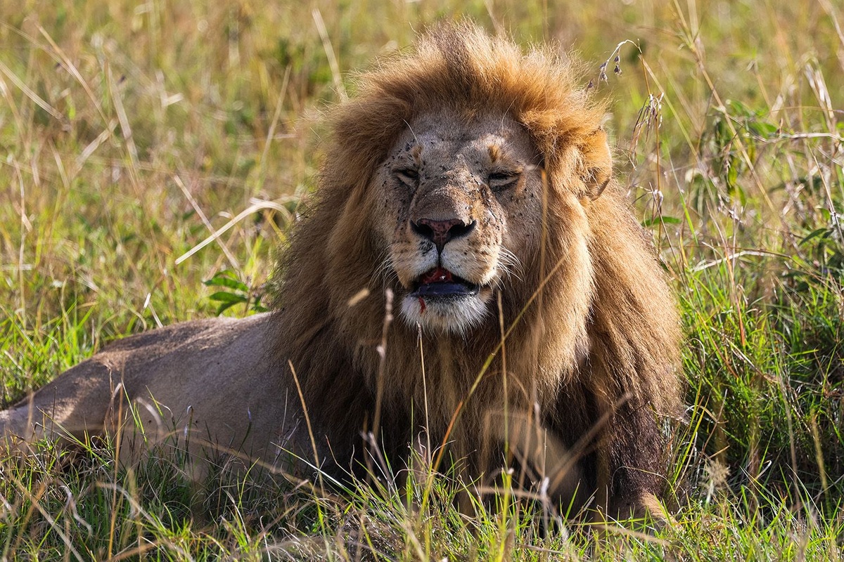 Prasad Ramamurthy Masai Mara 