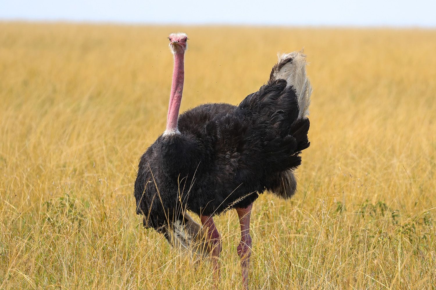 Prasad Ramamurthy Masai Mara 