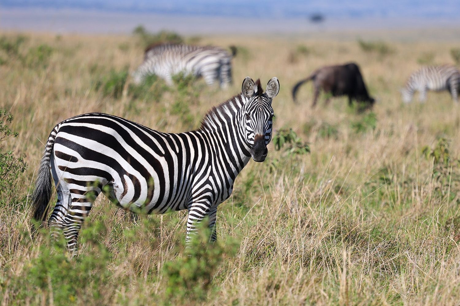 Prasad Ramamurthy Masai Mara 