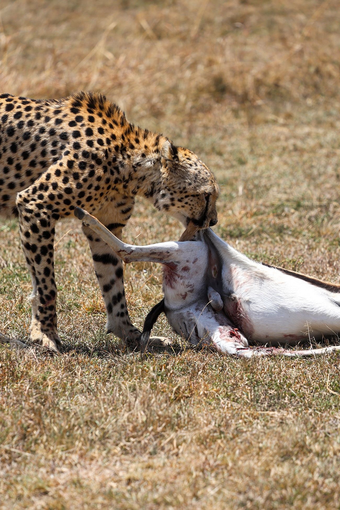 Prasad Ramamurthy Masai Mara 
