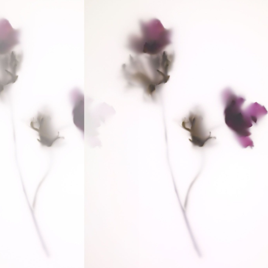 A representational image for perimenopause - wilting roses