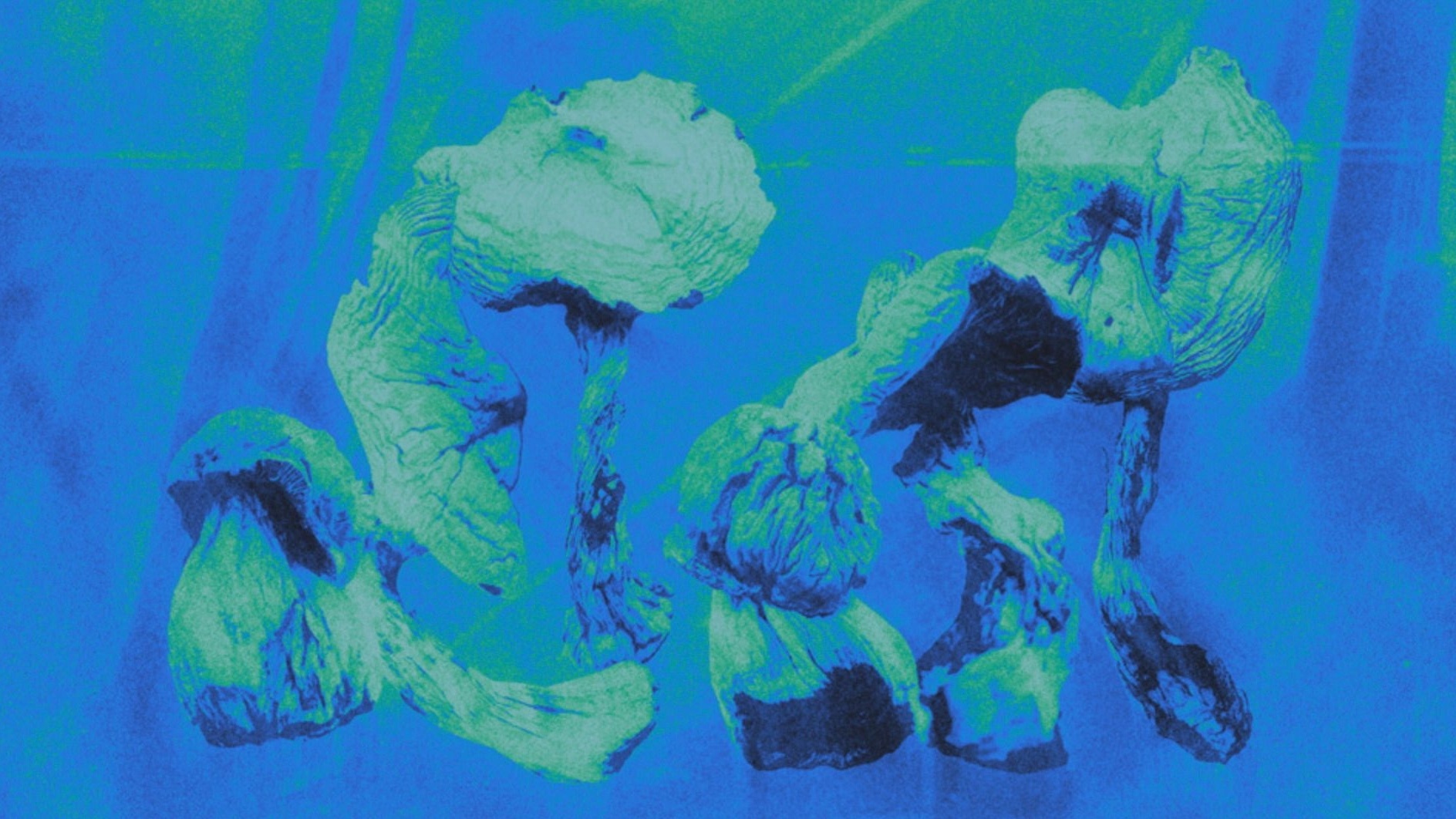 Image of shrooms in bioluminescent light 