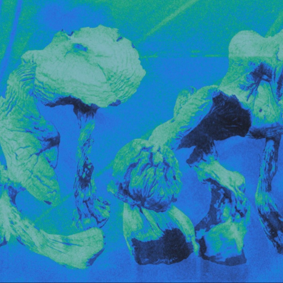Image of shrooms in bioluminescent light 