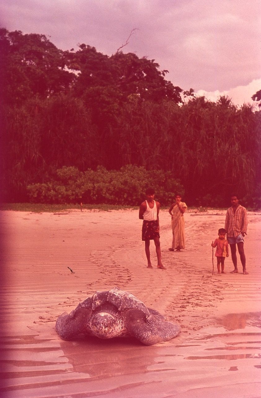 Turtle walker the nod 3