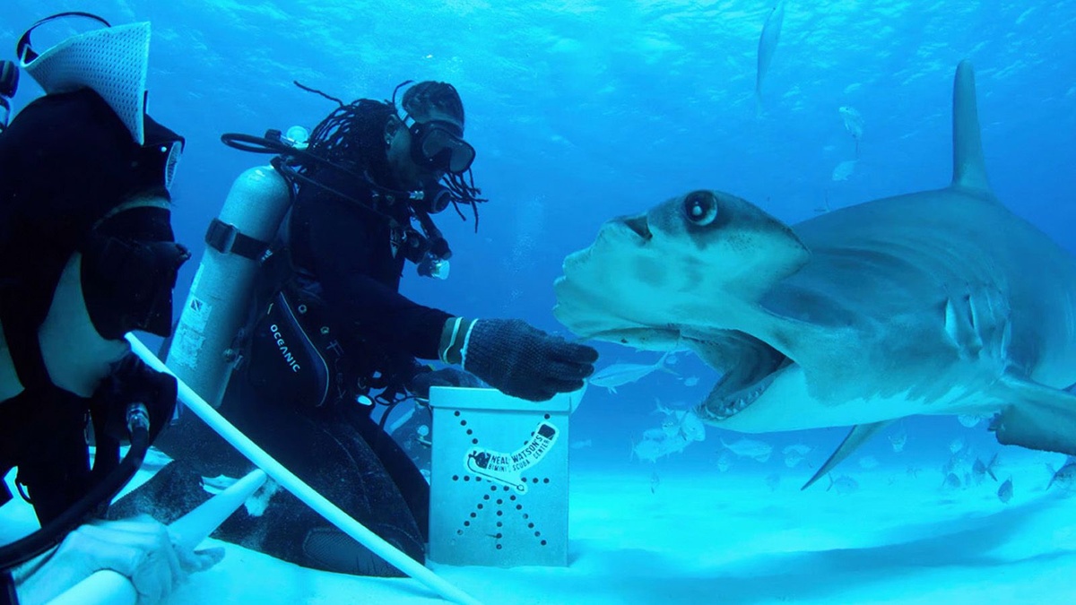 A Still from All The Sharks on Netflix, OTT, The Nod Mag