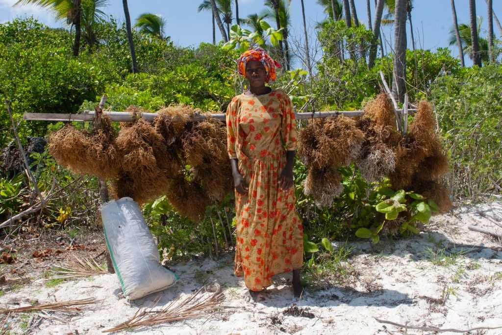 A seaweed farmer who's head is wrapped in brightly patterned kangas and caps