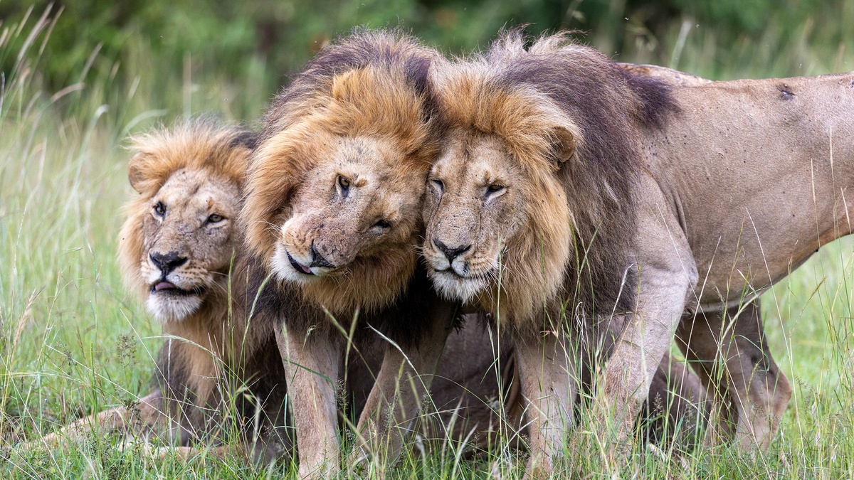 Lion Rise of a King