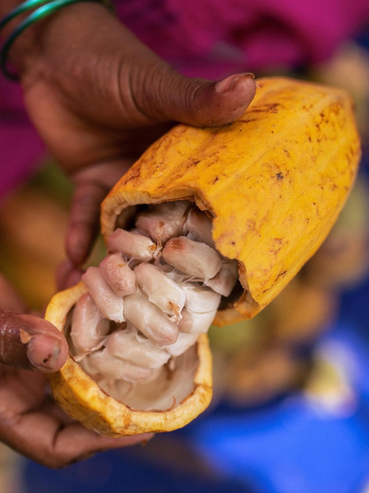 Cacao Farms_West Godavari District, AP_