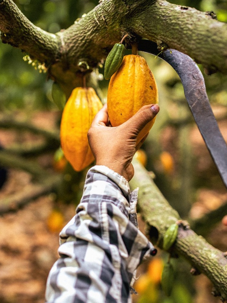 Farmers at Work_West Godavari District Cacao Farms_