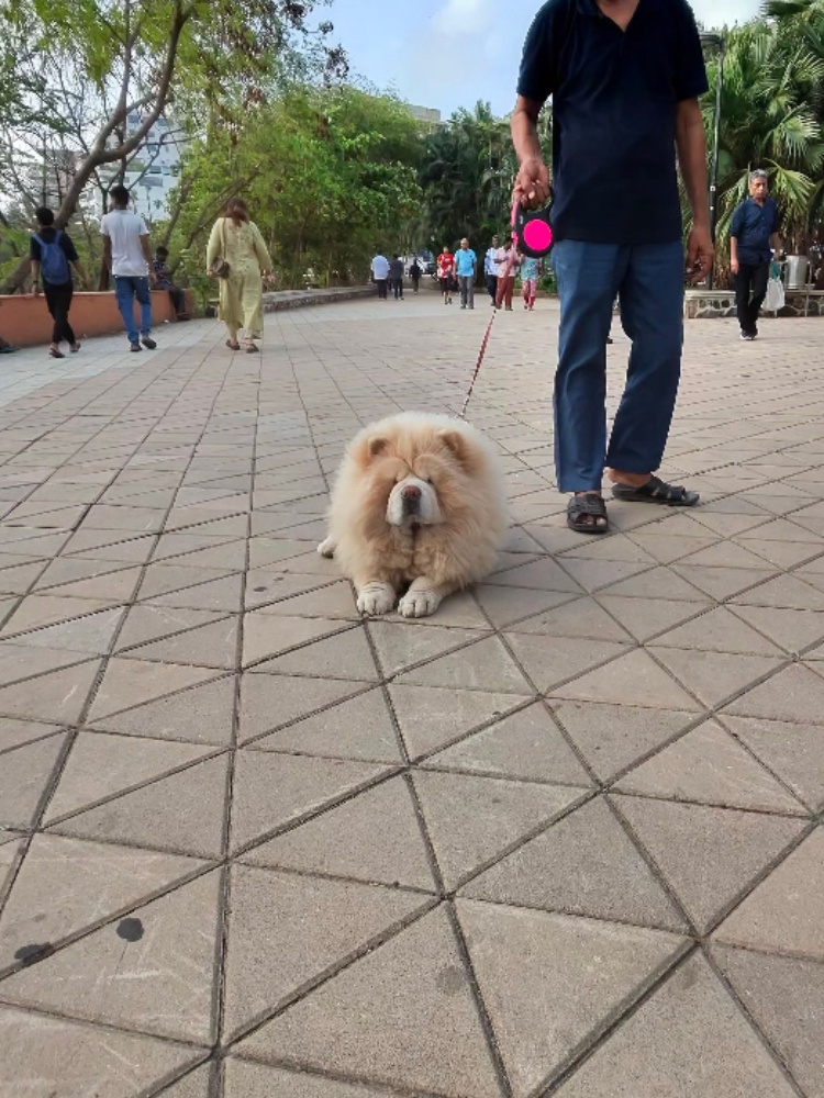 A chow chow dog shot on the Ray Ban Meta AI glasses