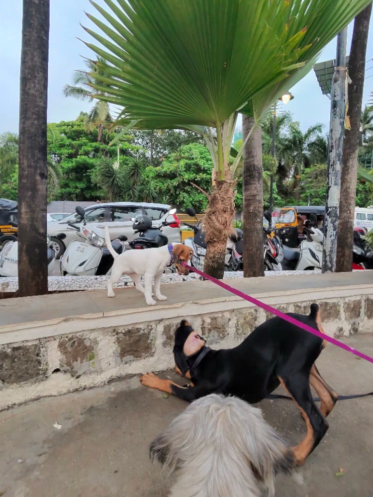 A Jack Russel Terrier puppy, Doberman puppy and a Shih Tzu shot on the Ray Ban Meta glasses