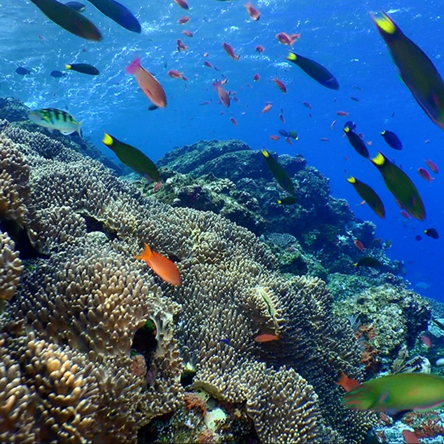 coral reef_feature_thenodmag@2x.jpg