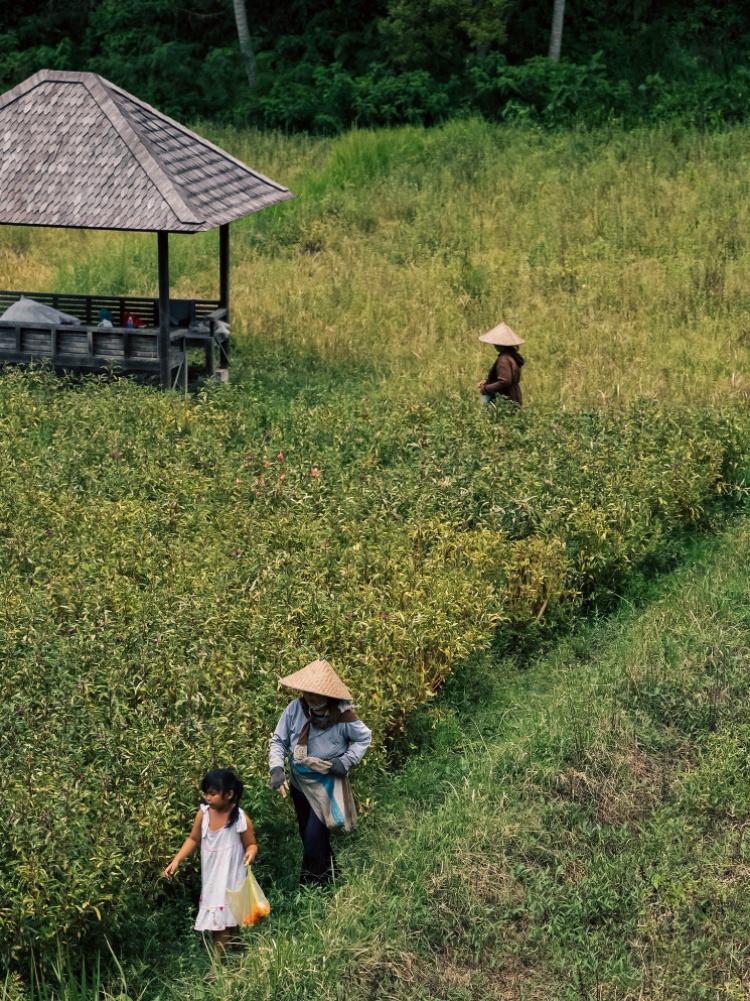 View from Rusters Ubud